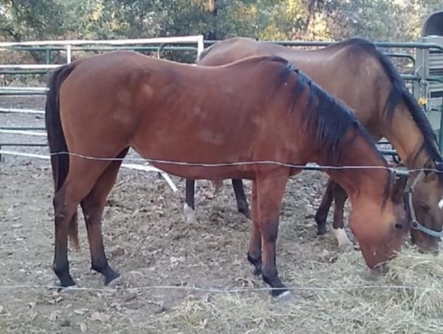 Image for Missouri Horse Auction FRIDAY OCTOBER 25TH - Springfield, MO