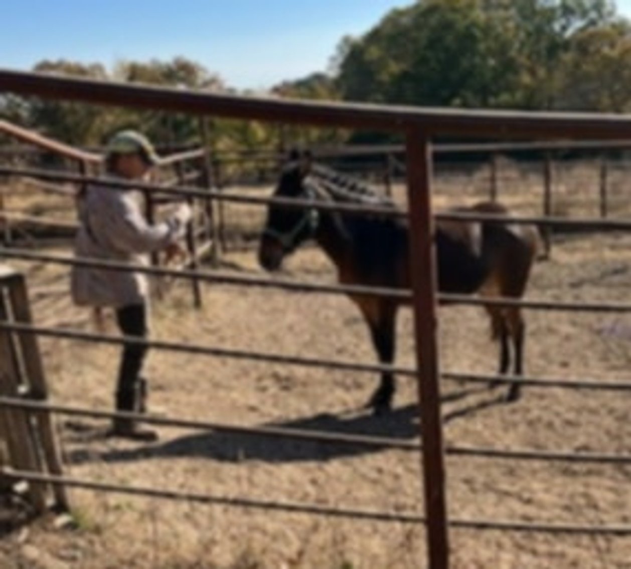 Image for Missouri Horse Auction FRIDAY OCTOBER 25TH - Springfield, MO