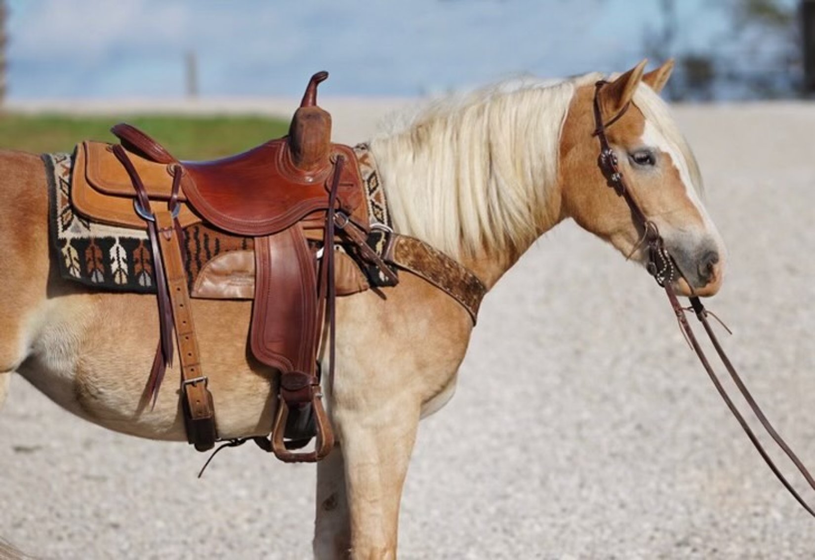 Image for Ocala Horse Sale November 9th - Ocala, Florida