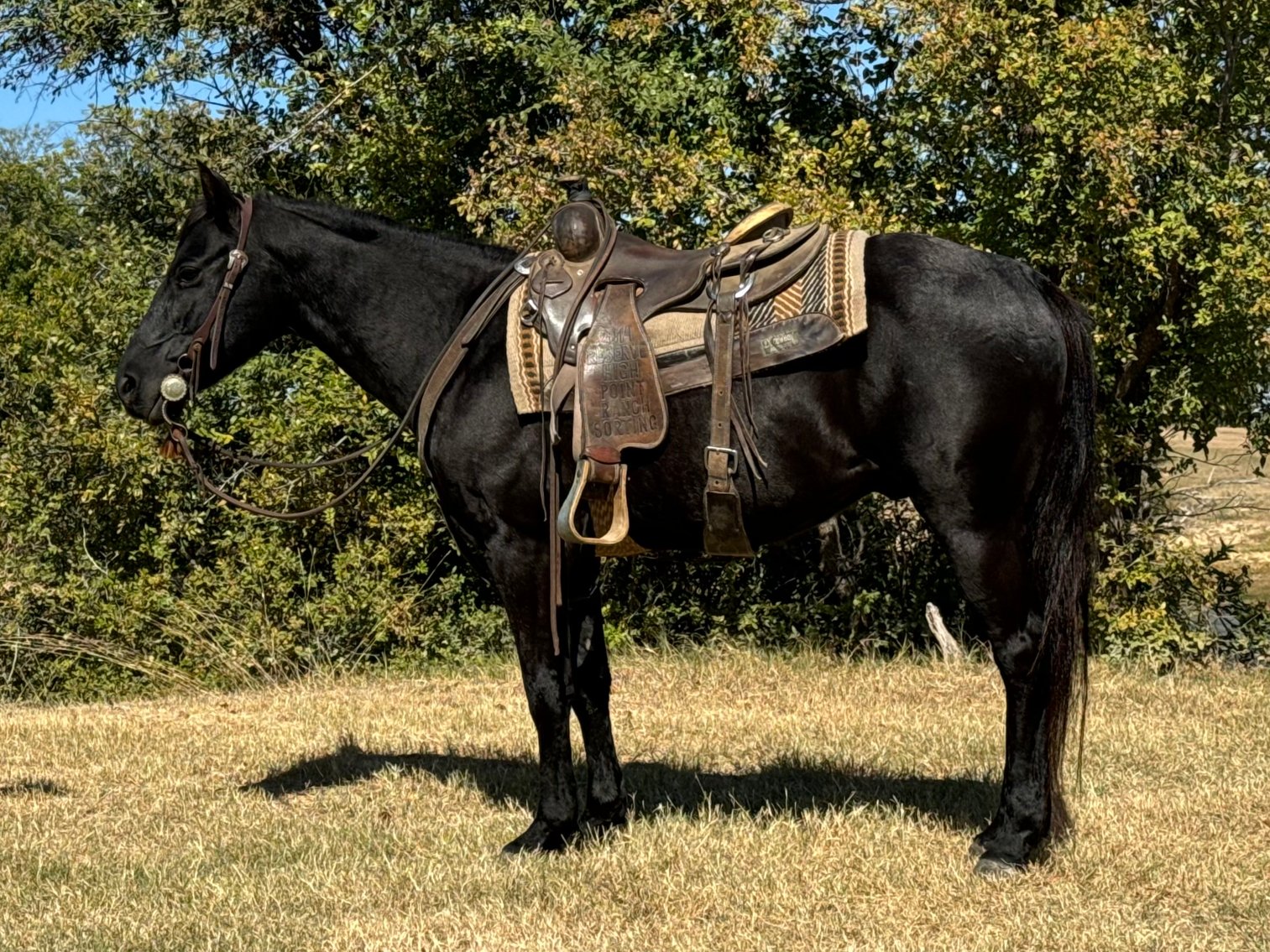 Image for Ocala Horse Sale November 9th - Ocala, Florida