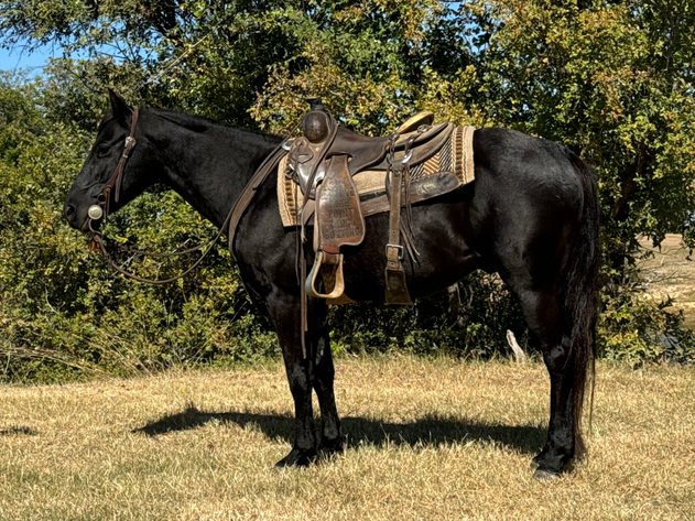 Image for Ocala Horse Sale November 9th - Ocala, Florida