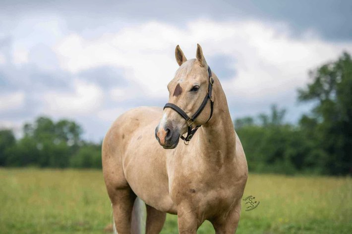 Image for Boonville Livestock Sales Fall Horse Sale - SATURDAY, NOVEMBER 23RD - Boonville, MO
