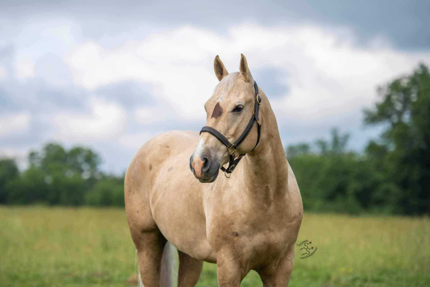 Image for Boonville Livestock Sales Fall Horse Sale - SATURDAY, NOVEMBER 23RD - Boonville, MO