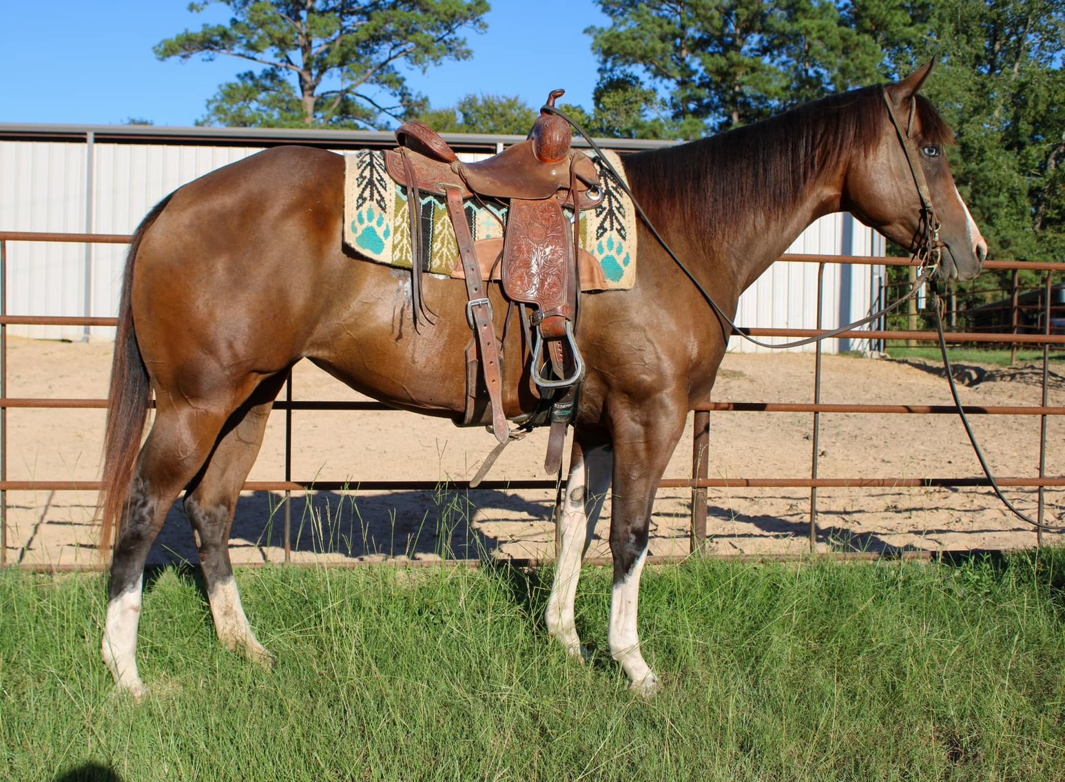 Image for Corsica Horse Sales Catalog Sale - SATURDAY, NOVEMBER 2ND - Corsica, South Dakota