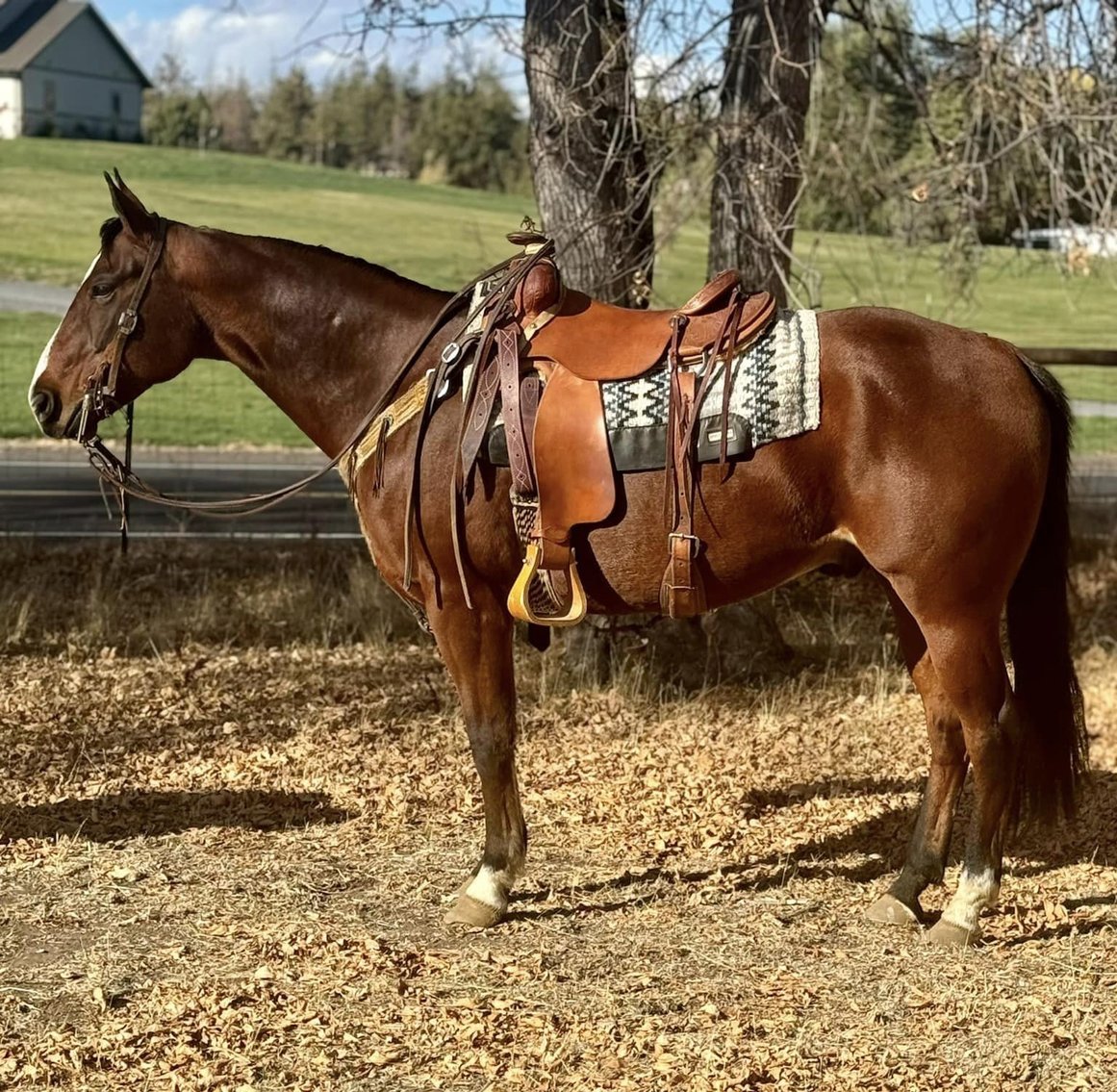 Image for Corsica Horse Sales Catalog Sale - SATURDAY, NOVEMBER 2ND - Corsica, South Dakota