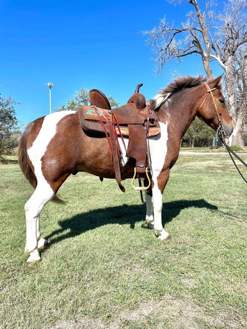 Image for Corsica Horse Sales Catalog Sale - SATURDAY, NOVEMBER 2ND - Corsica, South Dakota