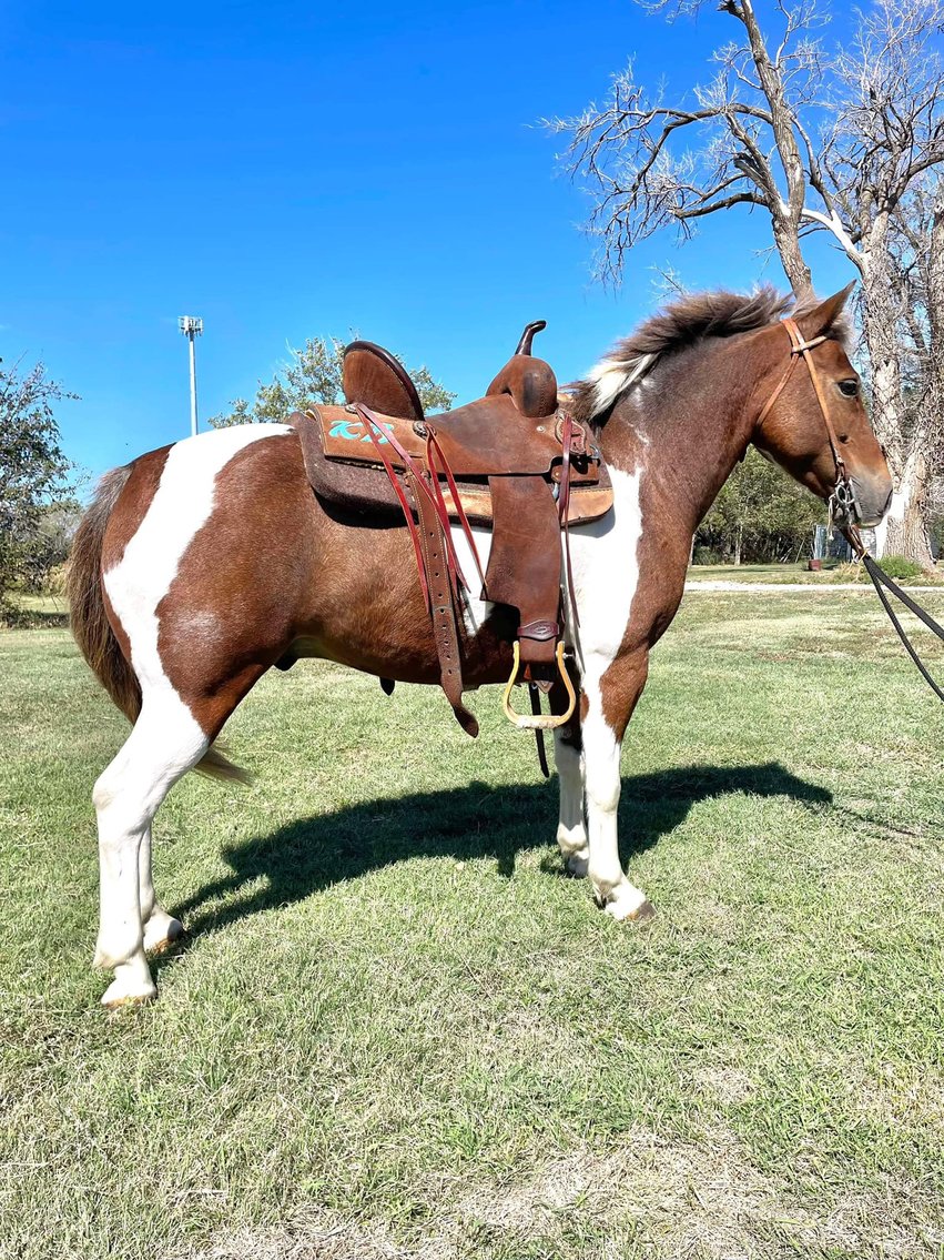 Image for Corsica Horse Sales Catalog Sale - SATURDAY, NOVEMBER 2ND - Corsica, South Dakota