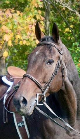 Image for Ocala Horse Sale November 9th - Ocala, Florida