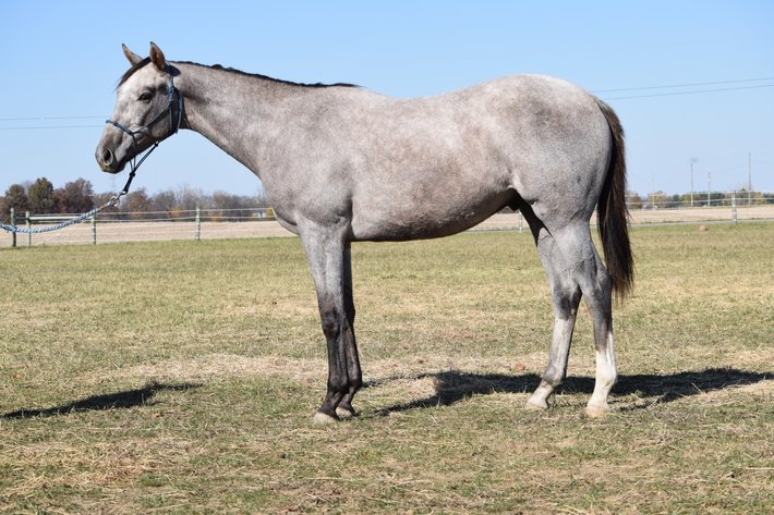 Image for ITOBA Fall Mixed DIGITAL SALE - ENTIRELY ONLINE! November 14th-19th