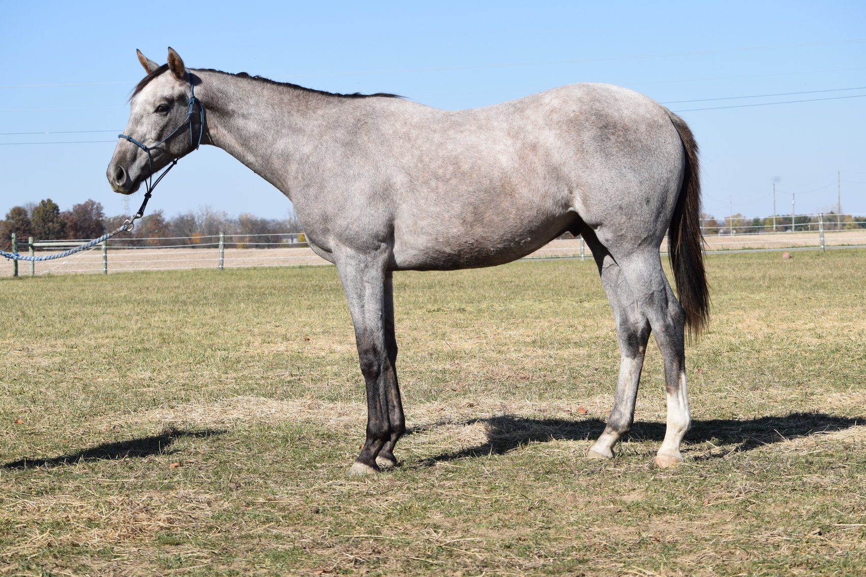 Image for ITOBA Fall Mixed DIGITAL SALE - ENTIRELY ONLINE! November 14th-19th