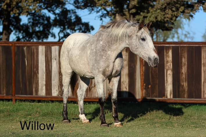 Image for Ocala Horse Sale November 9th - Ocala, Florida