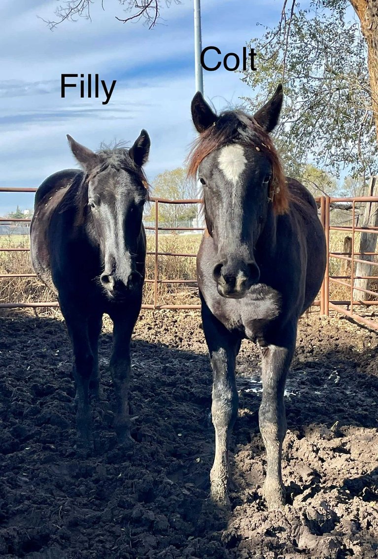 Image for Jones Livestock Auction MONTHLY HORSE & TACK SALE!   Saturday, November 9th!