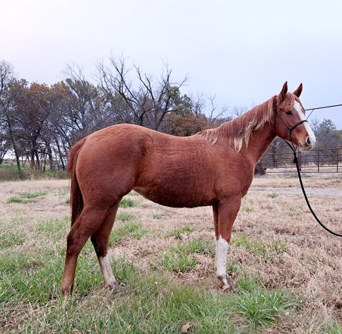 Image for Boonville Livestock Sales Fall Horse Sale - SATURDAY, NOVEMBER 23RD - Boonville, MO