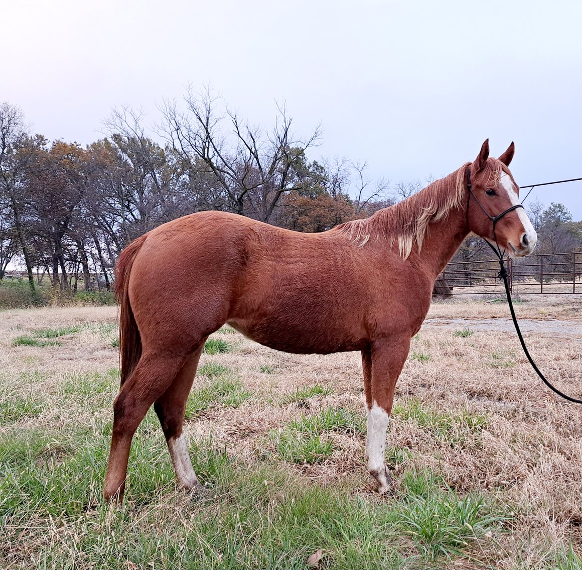 Image for Boonville Livestock Sales Fall Horse Sale - SATURDAY, NOVEMBER 23RD - Boonville, MO