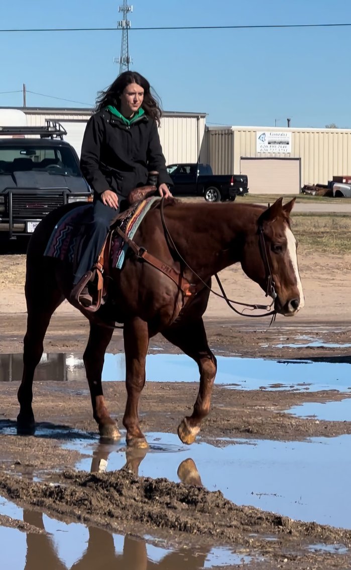 Image for Colfax Iowa Horse sale- Sunday November 17,2024