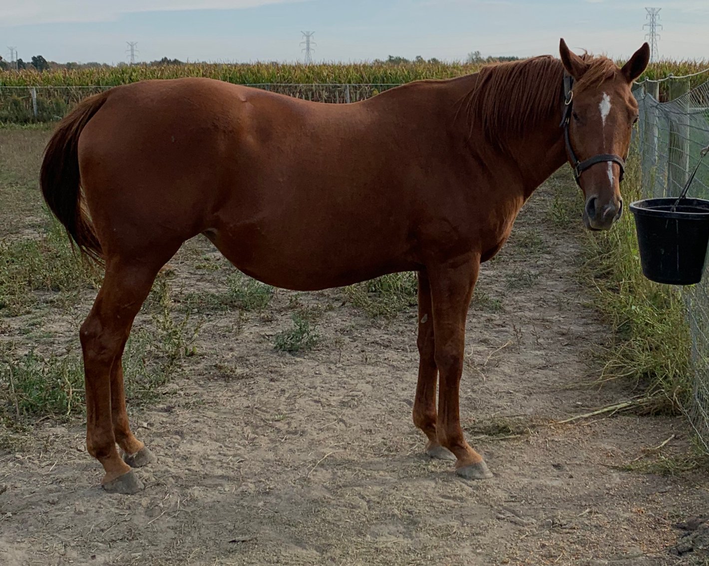 Image for ITOBA Fall Mixed DIGITAL SALE - ENTIRELY ONLINE! November 14th-19th