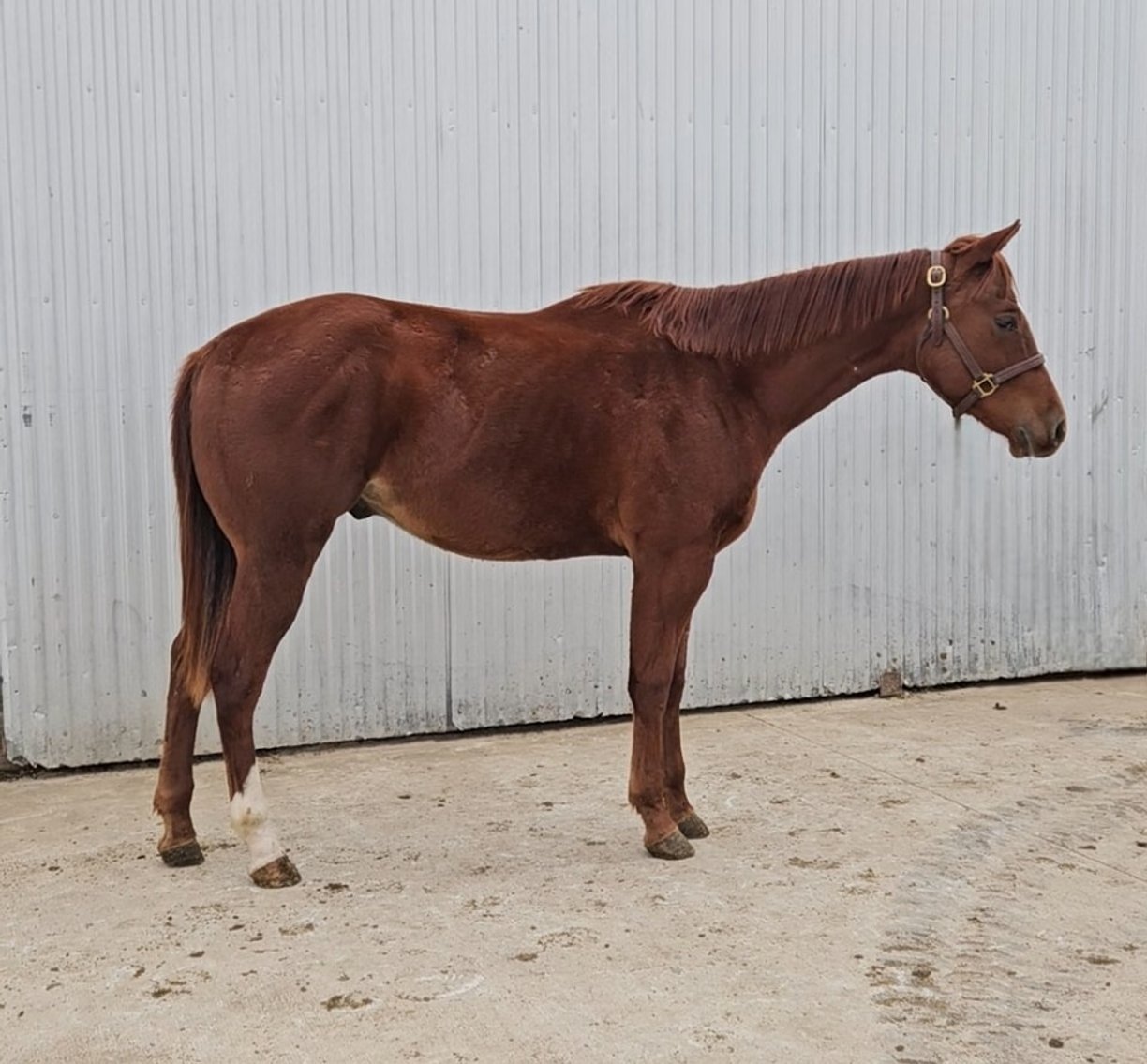 Image for Colfax Iowa Horse sale- Sunday November 17,2024