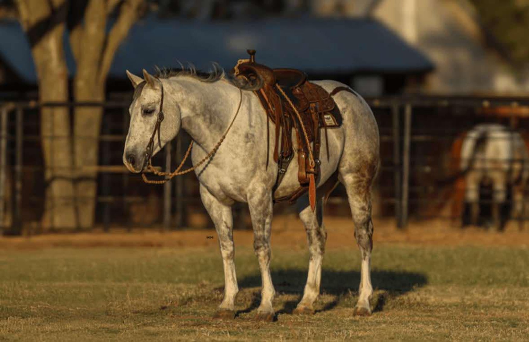 Image for Boonville Livestock Sales Fall Horse Sale - SATURDAY, NOVEMBER 23RD - Boonville, MO