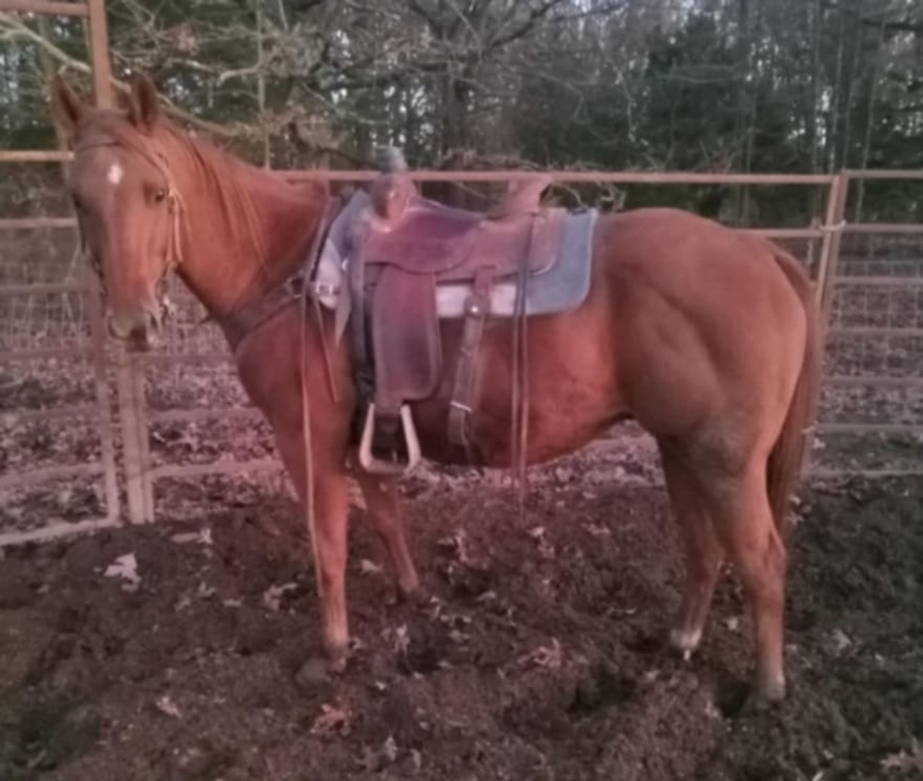 Image for Missouri Horse Auction FRIDAY NOVEMBER 29TH - Springfield, MO