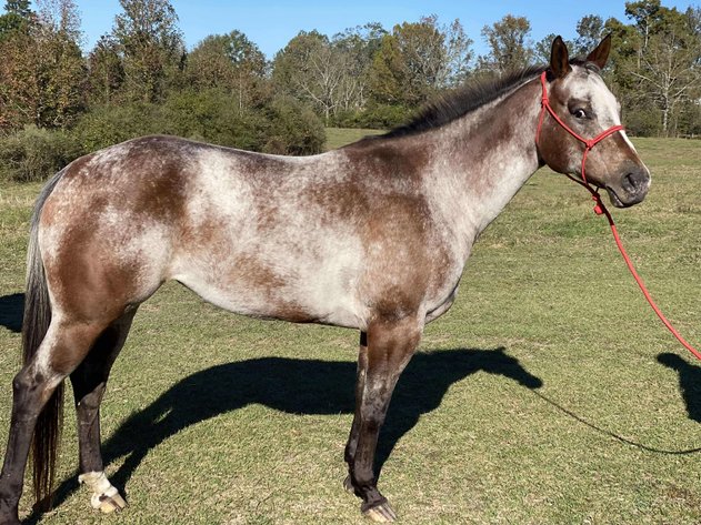 Image for Mize Horse Sale  SATURDAY NOVEMBER 30TH - Mize, Mississippi