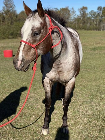 Image for Mize Horse Sale  SATURDAY NOVEMBER 30TH - Mize, Mississippi