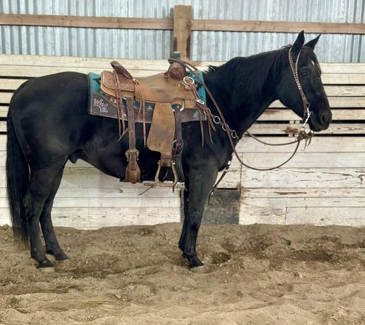 Image for Corsica Horse Sales Catalog Sale - SATURDAY, DECEMBER 7TH - Corsica, South Dakota