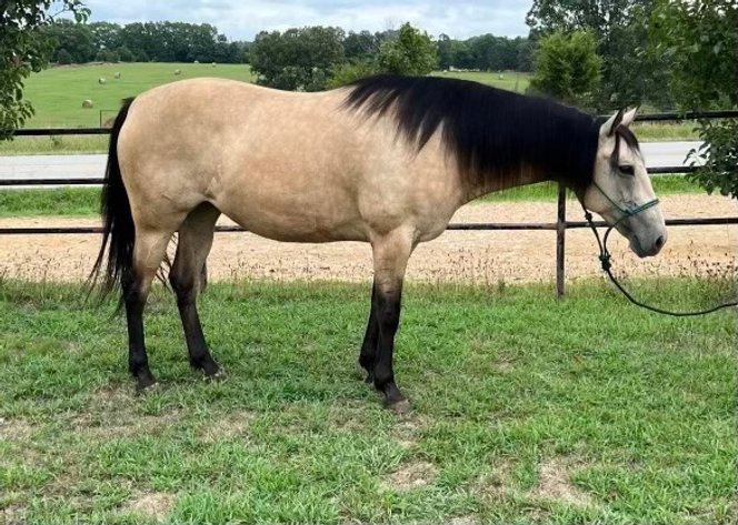 Image for Corsica Horse Sales Catalog Sale - SATURDAY, DECEMBER 7TH - Corsica, South Dakota