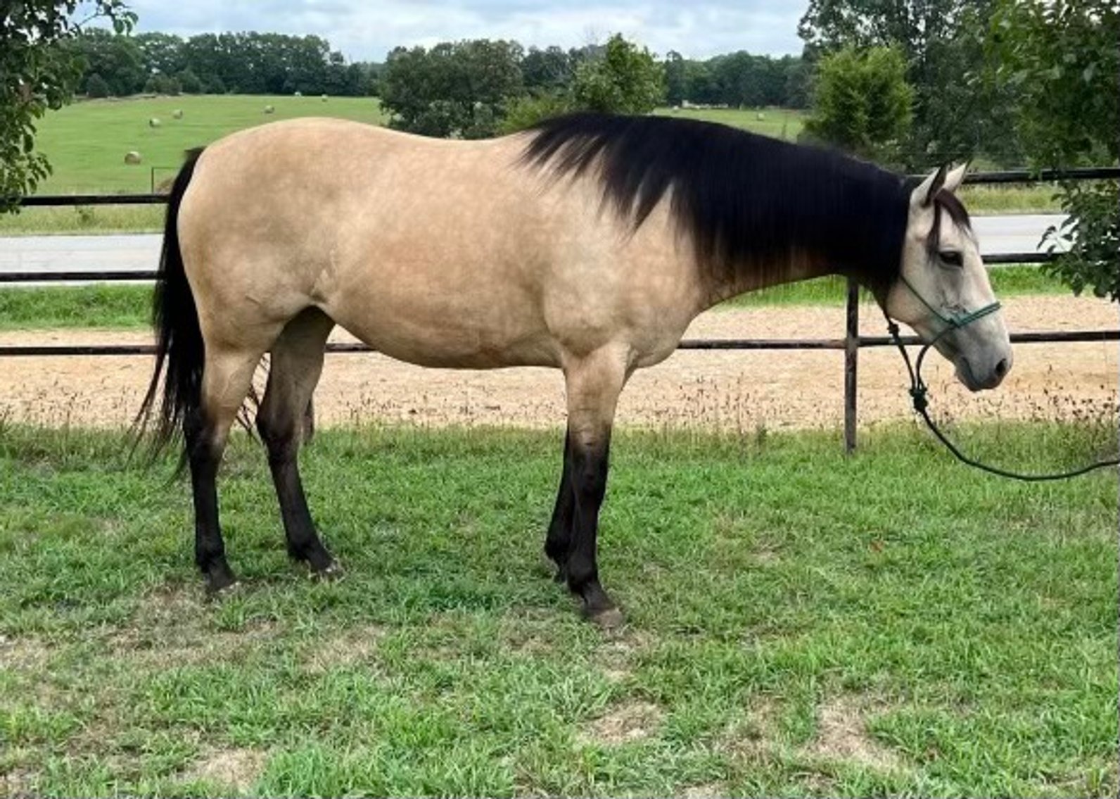 Image for Corsica Horse Sales Catalog Sale - SATURDAY, DECEMBER 7TH - Corsica, South Dakota