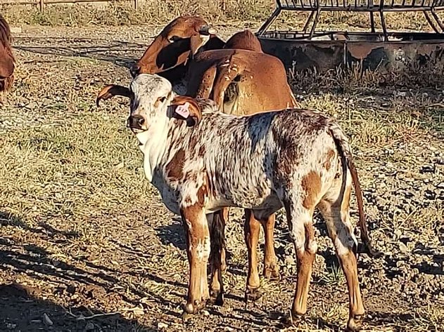 Image for Jones Livestock Auction THURSDAY December 5th -  Jones, Oklahoma