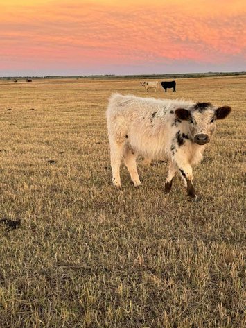 Image for Jones Livestock Auction THURSDAY December 5th -  Jones, Oklahoma