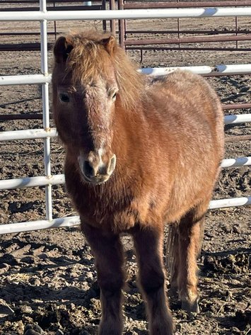 Image for Jones Livestock Auction MONTHLY HORSE & TACK SALE!   Saturday, December 14th!