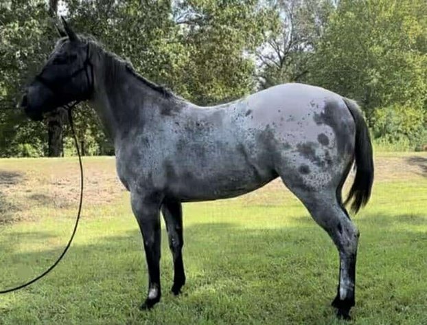 Image for Mize Horse Sale  SATURDAY DECEMBER 21ST - Mize, Mississippi