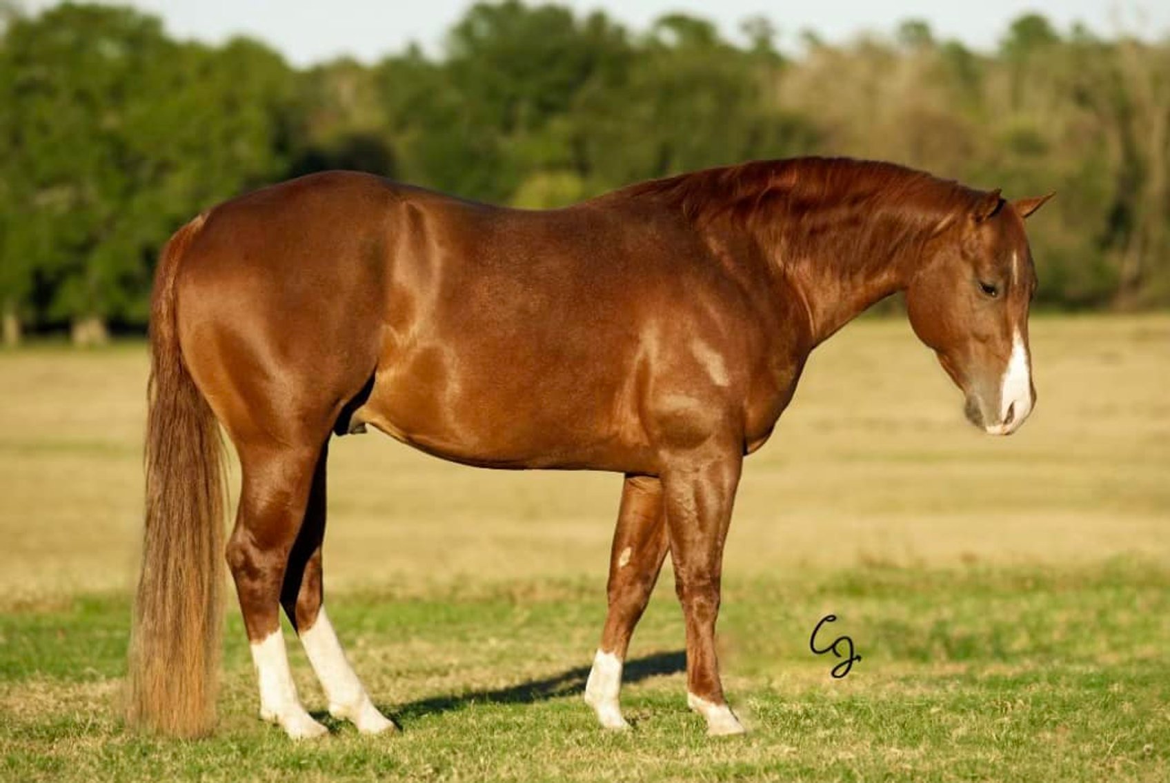 Image for Lufkin Texas Horse Sale 