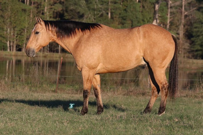 Image for Lufkin Texas Horse Sale 