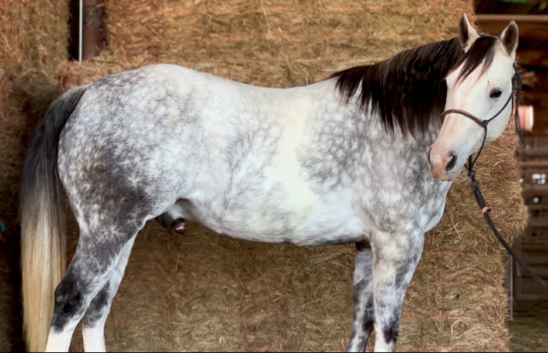 Image for Interstate Regional Stockyards Horse Sale - Cuba, Missouri WEDNESDAY December 18th