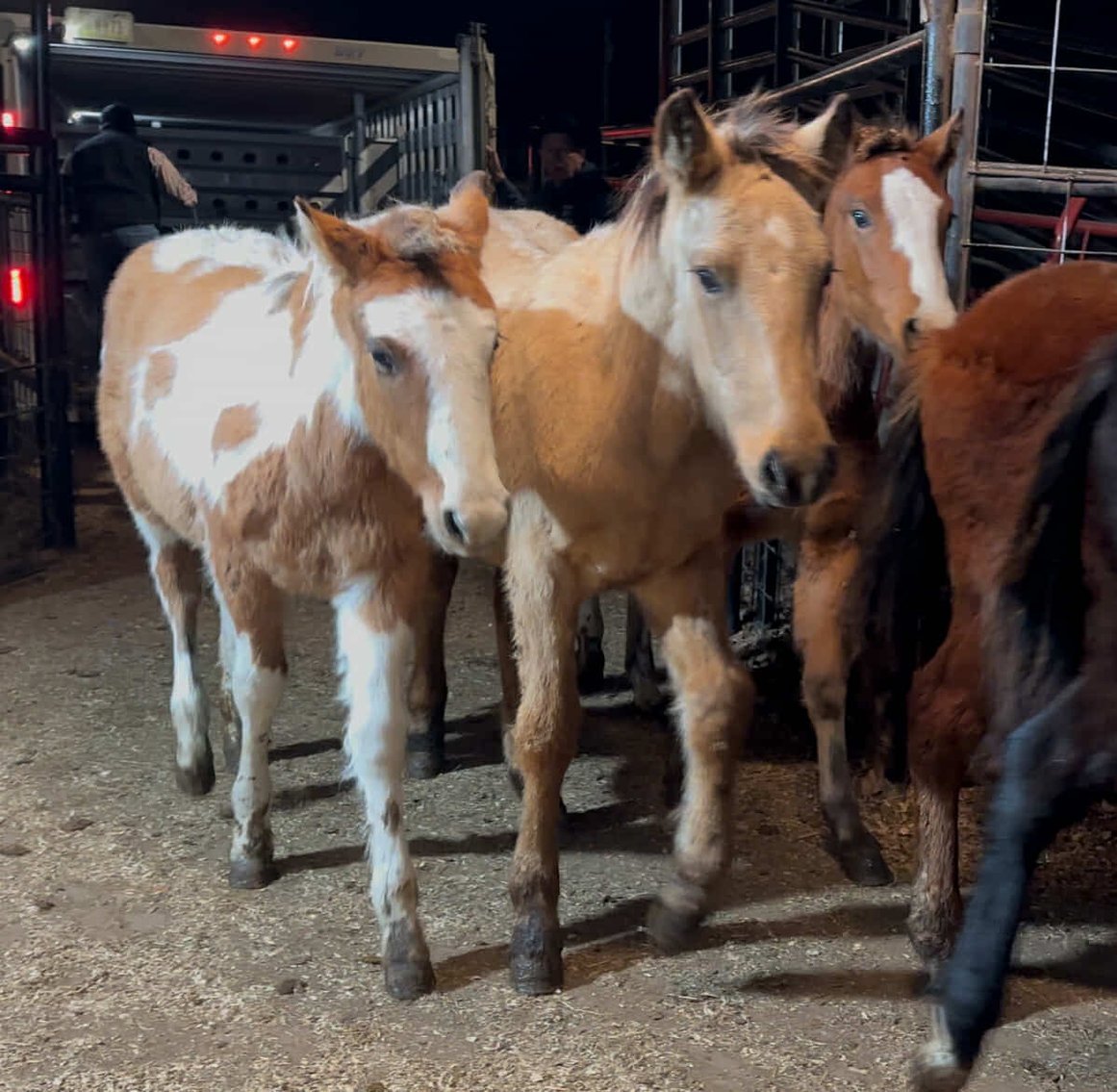 Image for Jones Livestock Auction MONTHLY HORSE & TACK SALE!   Saturday, December 14th!