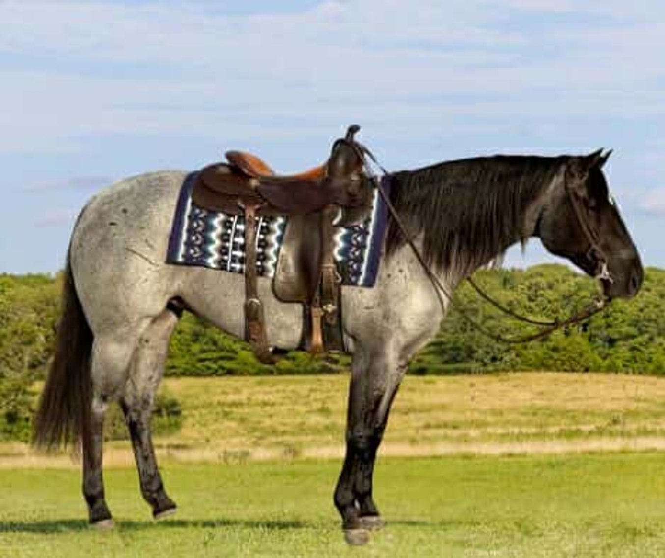 Image for Interstate Regional Stockyards Horse Sale - Cuba, Missouri WEDNESDAY December 18th