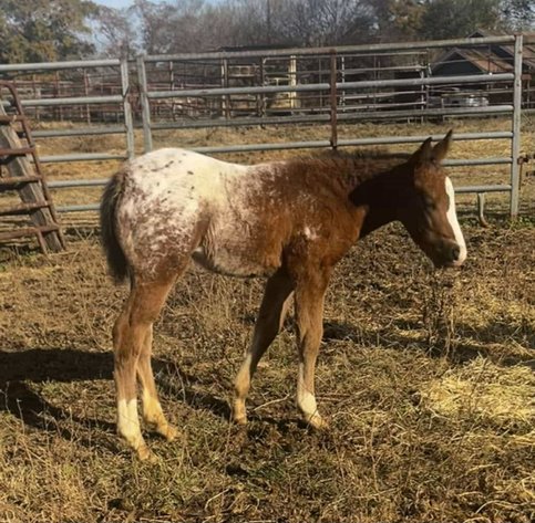 Image for Mize Horse Sale  SATURDAY DECEMBER 21ST - Mize, Mississippi