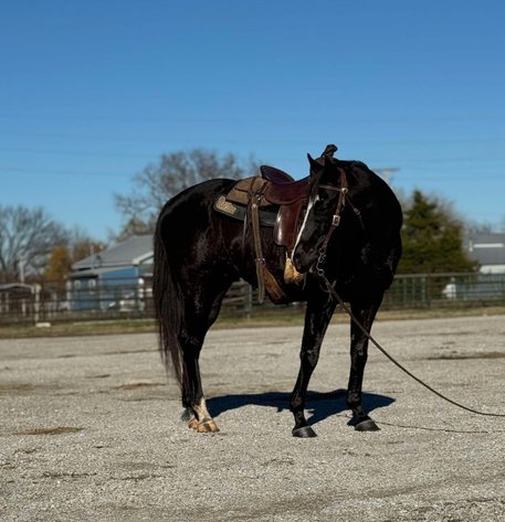 Image for Missouri Horse Auction FRIDAY DECEMBER 27TH - Springfield, MO