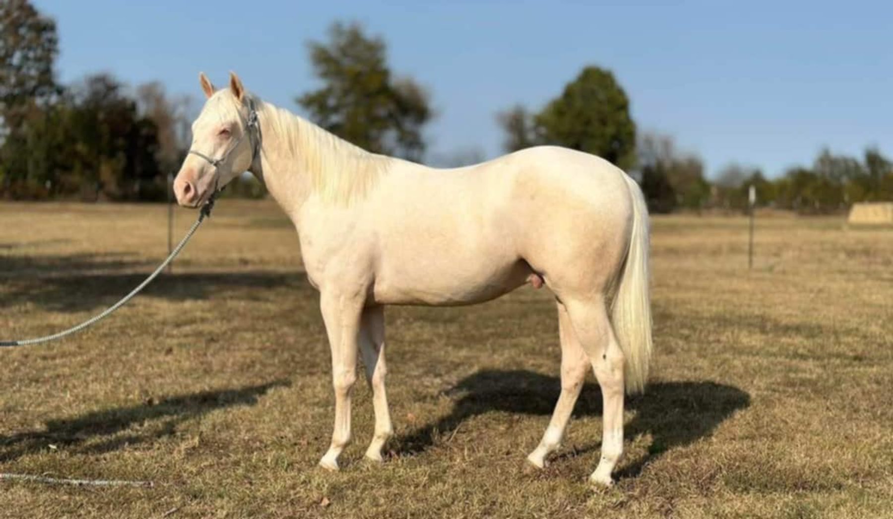 Image for Missouri Horse Auction FRIDAY DECEMBER 27TH - Springfield, MO