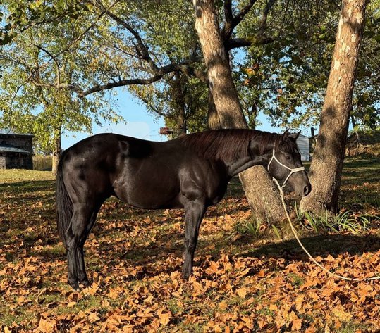 Image for Missouri Horse Auction FRIDAY DECEMBER 27TH - Springfield, MO