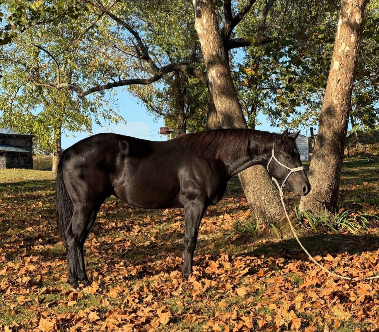 Image for Missouri Horse Auction FRIDAY DECEMBER 27TH - Springfield, MO