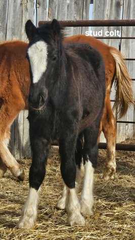 Image for Corsica Horse Sales Catalog Sale - SATURDAY, JANUARY 4TH - Corsica, South Dakota