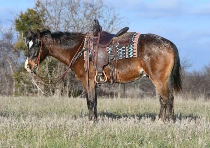 Image for Corsica Horse Sales Catalog Sale - SATURDAY, JANUARY 4TH - Corsica, South Dakota