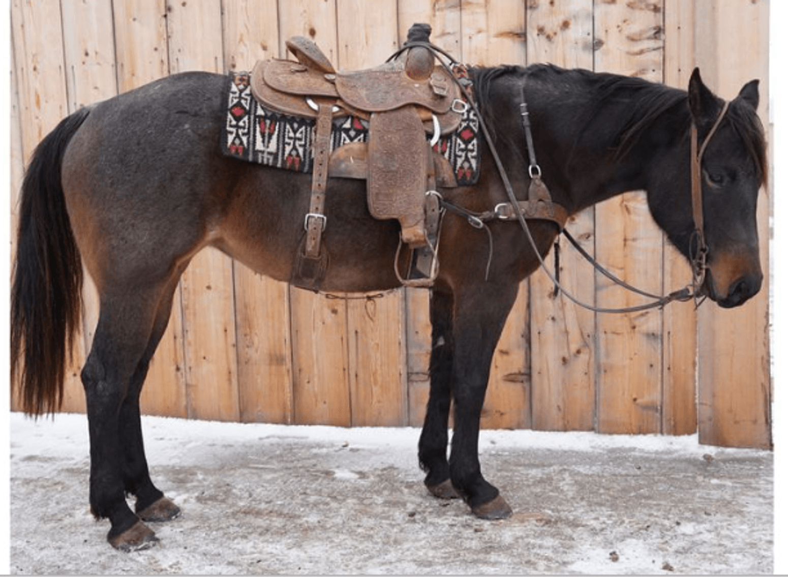 Image for Corsica Horse Sales Catalog Sale - SATURDAY, JANUARY 4TH - Corsica, South Dakota