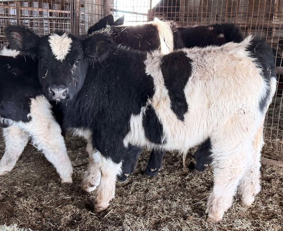 Image for Jones Livestock Auction THURSDAY JANUARY 9TH -  Jones, Oklahoma