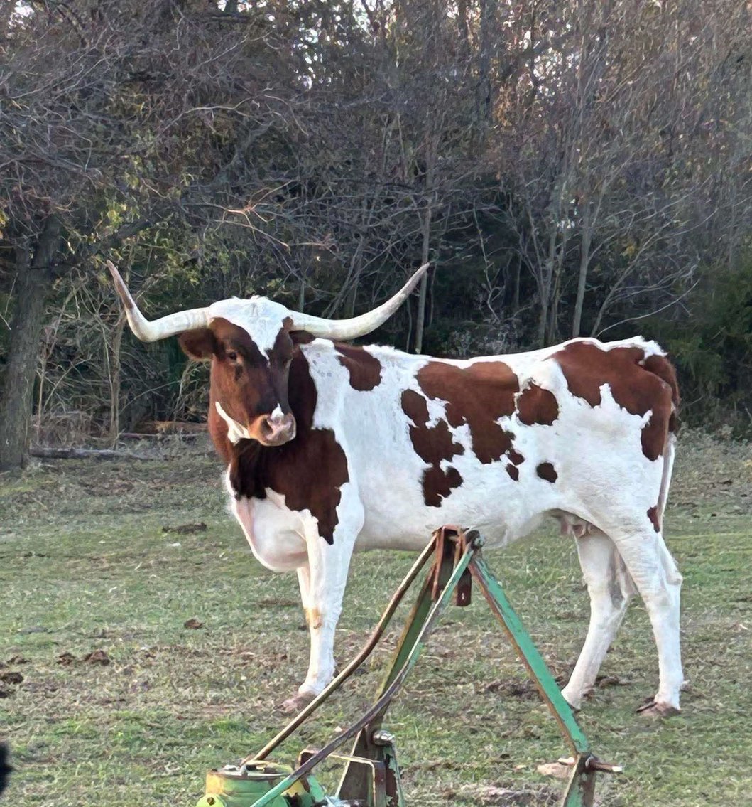 Image for Jones Livestock Auction THURSDAY JANUARY 9TH -  Jones, Oklahoma