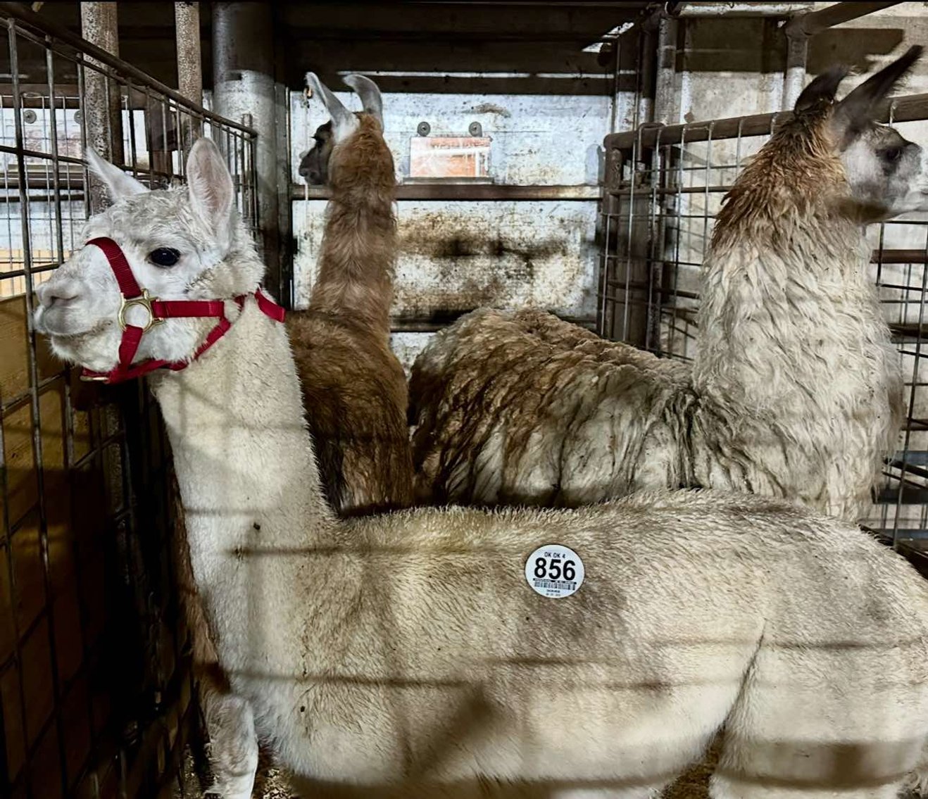 Image for Jones Livestock Auction THURSDAY JANUARY 9TH -  Jones, Oklahoma