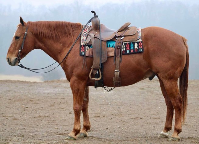 Image for Interstate Regional Stockyards Horse Sale - Cuba, Missouri WEDNESDAY January 15th