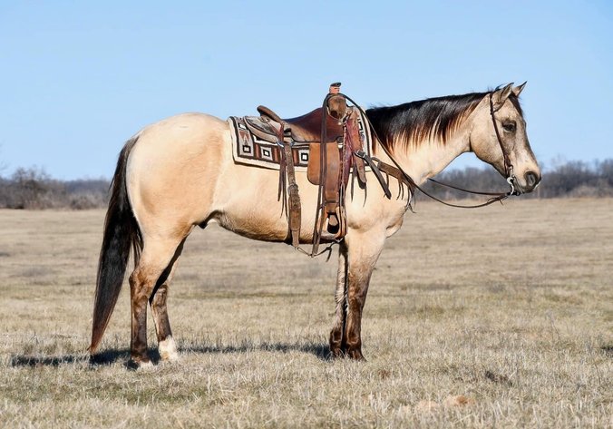 Image for Corsica Horse Sales Catalog Sale - SATURDAY, FEBRUARY 1ST - Corsica, South Dakota